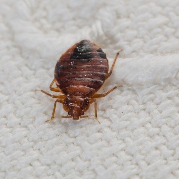 Bed Bugs, Pest Control in Stockwell, SW9. Call Now! 020 8166 9746