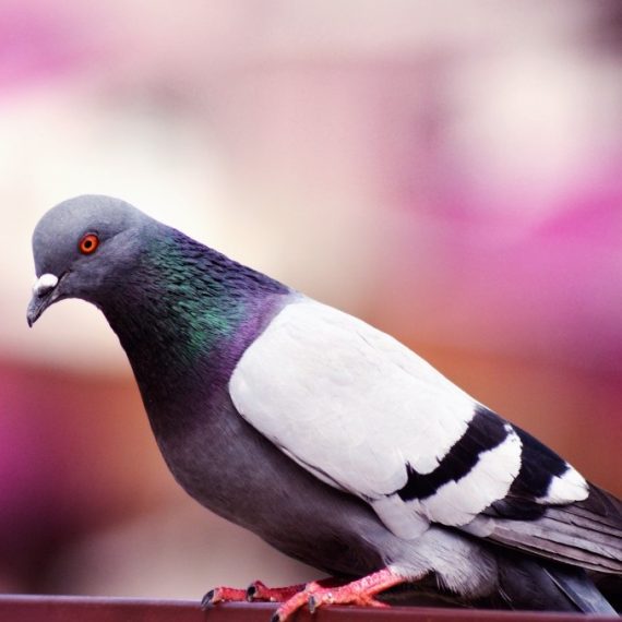 Birds, Pest Control in Stockwell, SW9. Call Now! 020 8166 9746