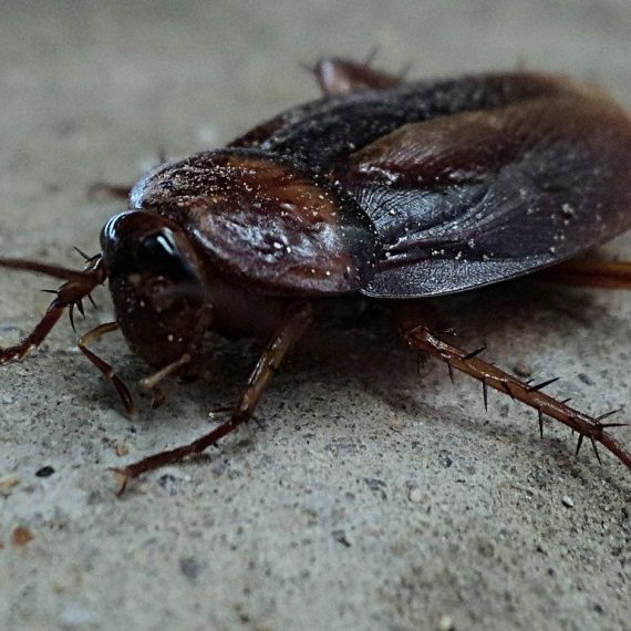 Cockroaches, Pest Control in Stockwell, SW9. Call Now! 020 8166 9746