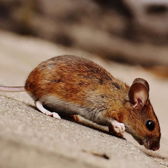 Mice, Pest Control in Stockwell, SW9. Call Now! 020 8166 9746