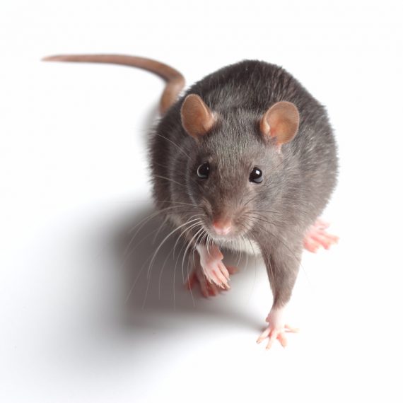 Rats, Pest Control in Stockwell, SW9. Call Now! 020 8166 9746