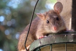 Rat Control, Pest Control in Stockwell, SW9. Call Now 020 8166 9746