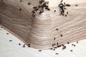 Ant Control, Pest Control in Stockwell, SW9. Call Now 020 8166 9746