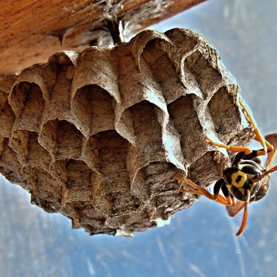 Wasps Nest, Pest Control in Stockwell, SW9. Call Now! 020 8166 9746