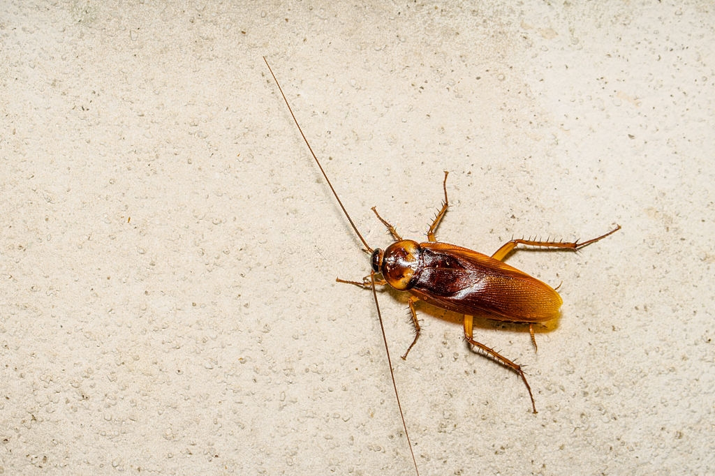 Cockroach Control, Pest Control in Stockwell, SW9. Call Now 020 8166 9746