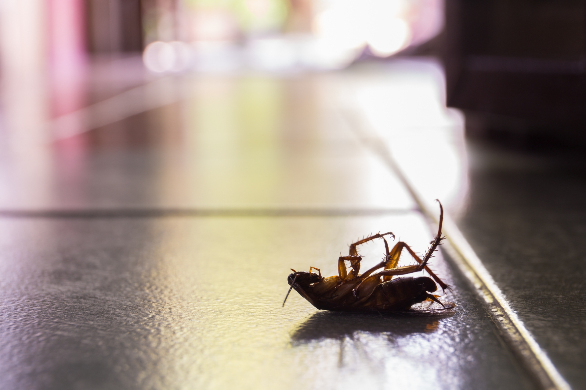 Cockroach Control, Pest Control in Stockwell, SW9. Call Now 020 8166 9746