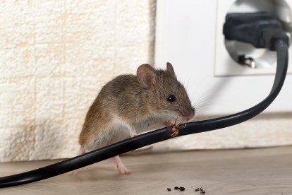 Pest Control in Stockwell, SW9. Call Now! 020 8166 9746