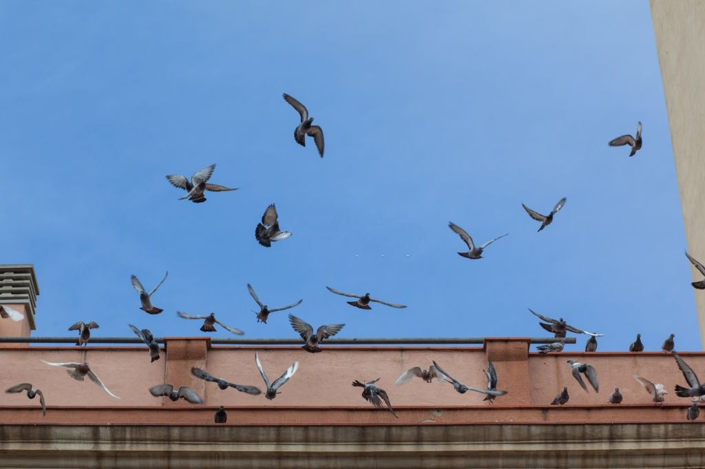 Pigeon Control, Pest Control in Stockwell, SW9. Call Now 020 8166 9746
