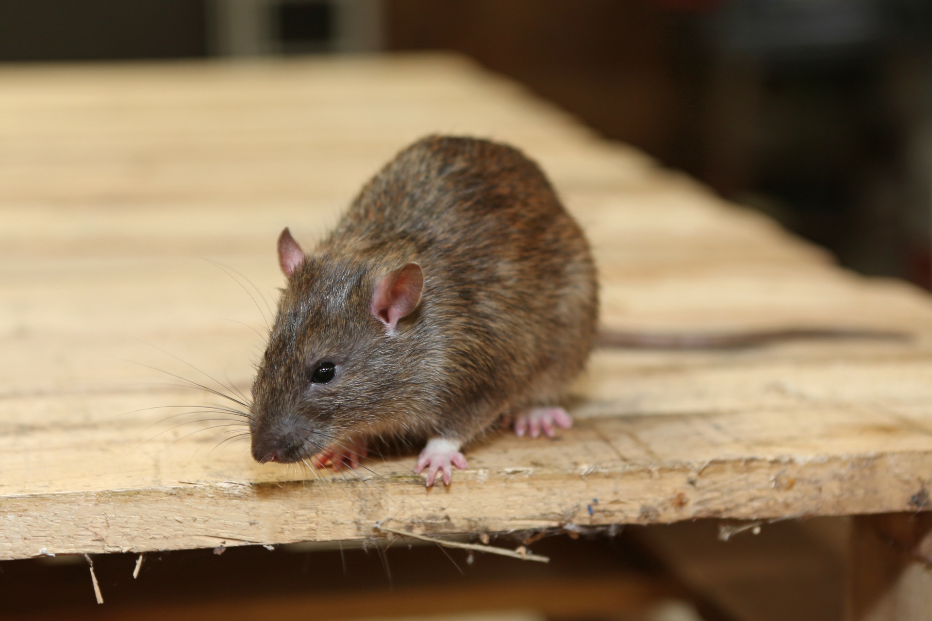 Rat Infestation, Pest Control in Stockwell, SW9. Call Now 020 8166 9746