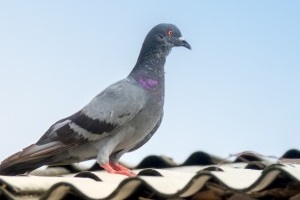 Pigeon Pest, Pest Control in Stockwell, SW9. Call Now 020 8166 9746